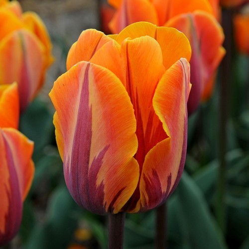 Tulipa 'Hermitage'