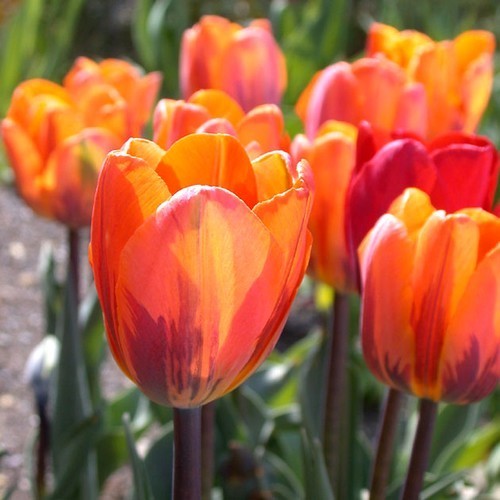 Tulipa 'Hermitage'