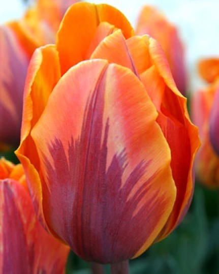 Tulipa 'Hermitage'