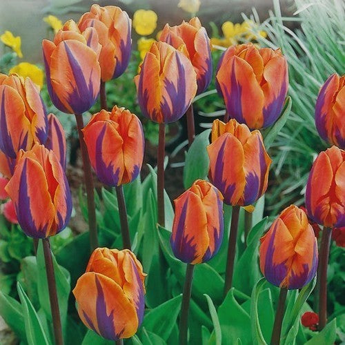 Tulipa 'Hermitage'