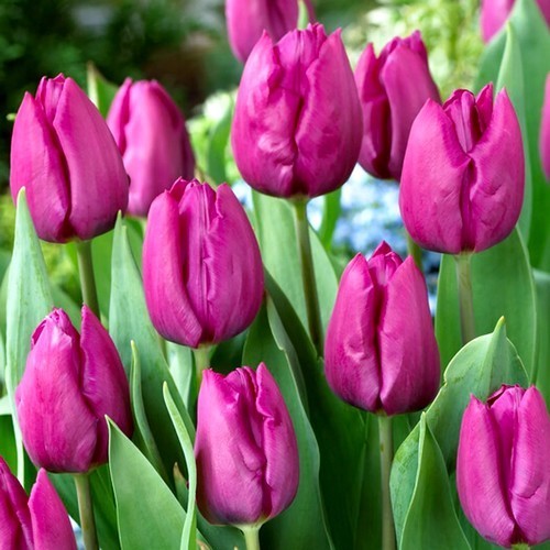 Tulipa 'Purple Prince'