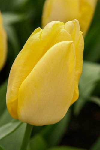 Tulipa 'Sunny Prince'