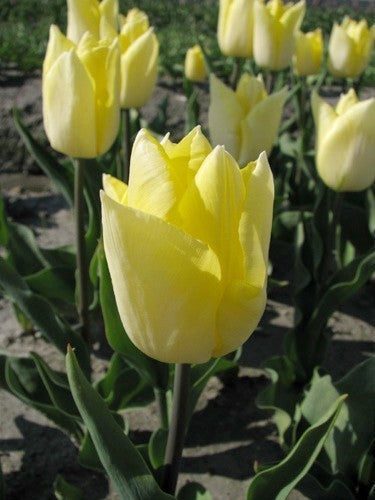 Tulipa 'Sunny Prince'