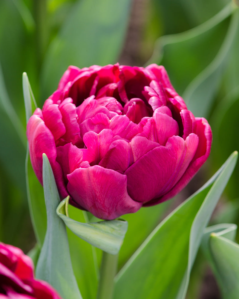Tulip 'Alison Bradley'