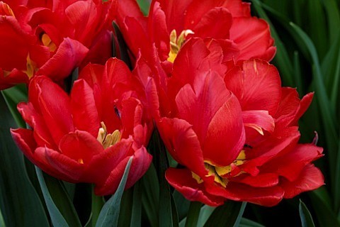 Tulipa 'Pamplona'