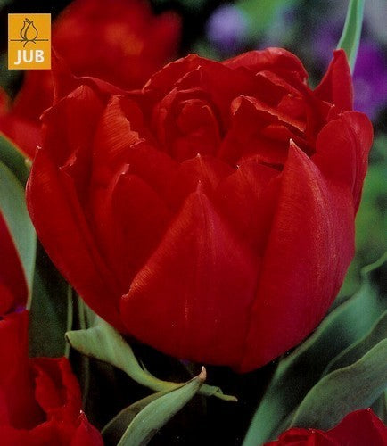 Tulipa 'Pamplona'