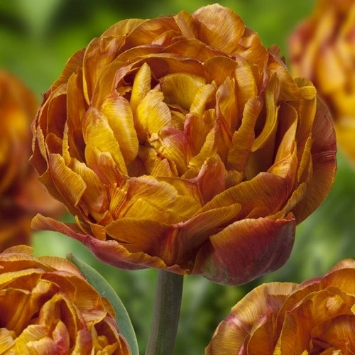 Tulipa 'Brownie'