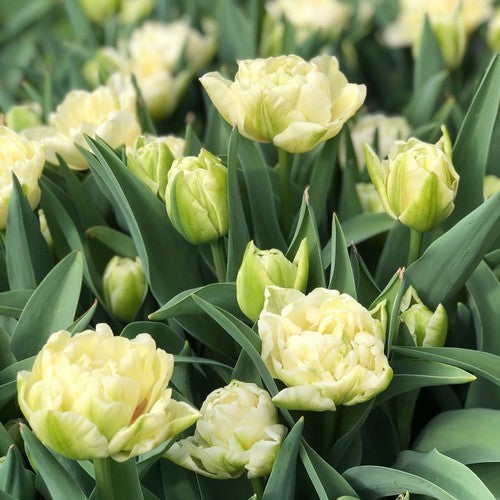 Tulipa 'Avant Garde'