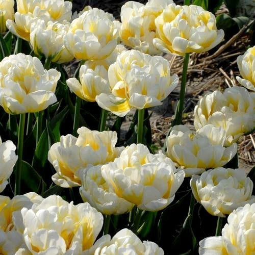 Tulipa 'Flaming Evita'
