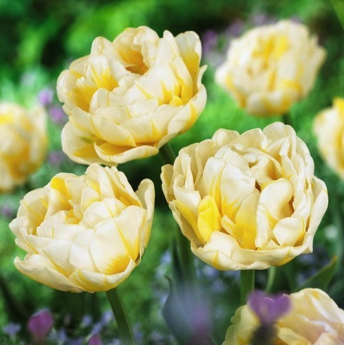 Tulipa 'Flaming Evita'