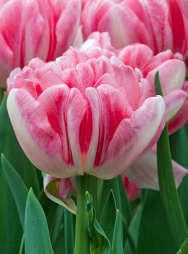 Tulipa 'Foxtrot'