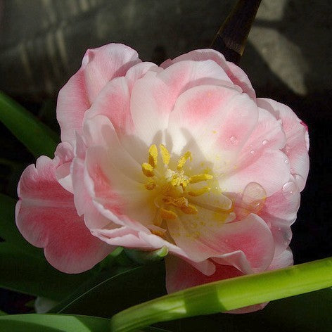 Tulipa 'Foxtrot'