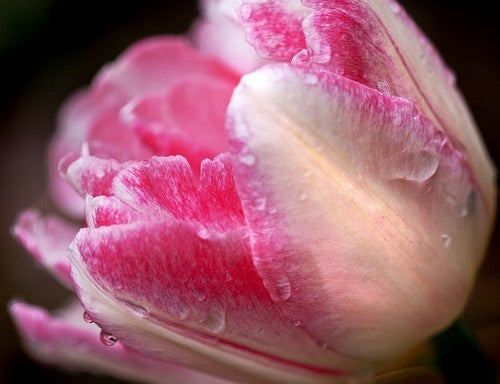 Tulipa 'Foxtrot'