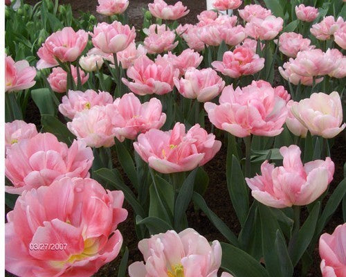 Tulipa 'Foxtrot'