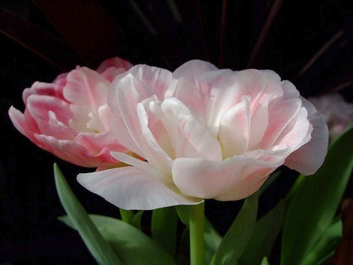 Tulipa 'Foxtrot'