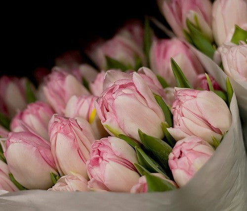 Tulipa 'Foxtrot'