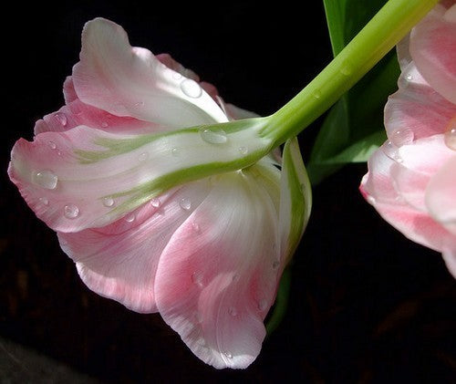 Tulipa 'Foxtrot'