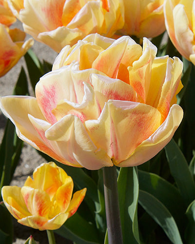 Tulipa 'Foxy Foxtrot'