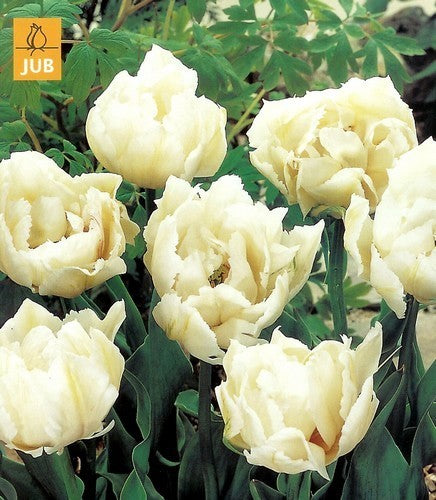 Tulipa 'Mondial'