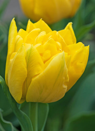 Tulipa 'Marie Jo'