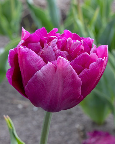 Tulipa 'Showcase'