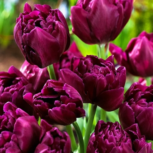 Tulipa 'Showcase'