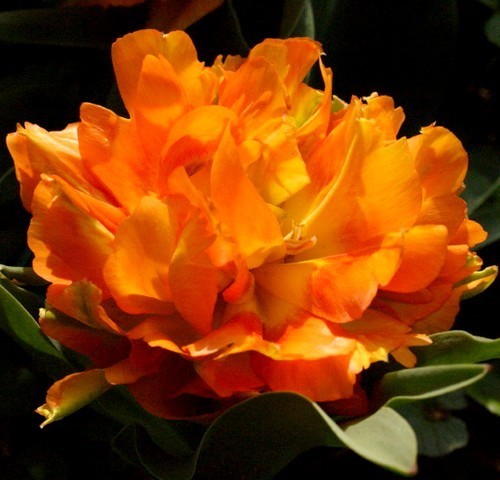 Tulipa 'Willem van Oranje' / 'Monte Orange'