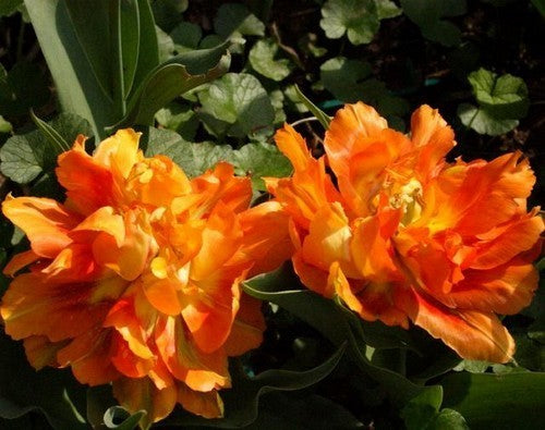 Tulipa 'Willem van Oranje' / 'Monte Orange'