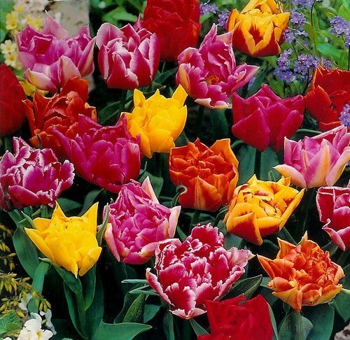Tulipa 'Mix'