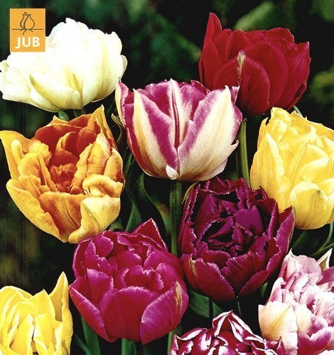 Tulipa 'Mix'