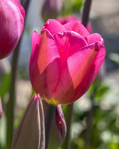 Tulipa 'Don Quichotte'