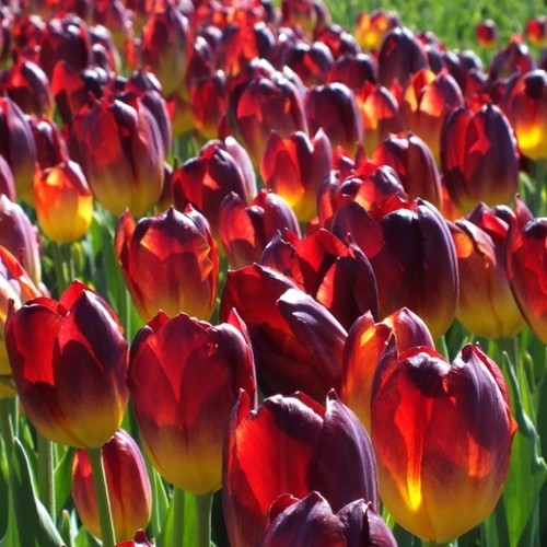 Tulipa 'Amberglow'
