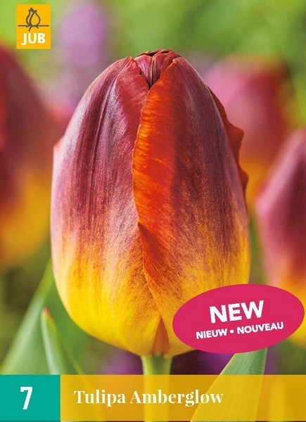 Tulipa 'Amberglow'