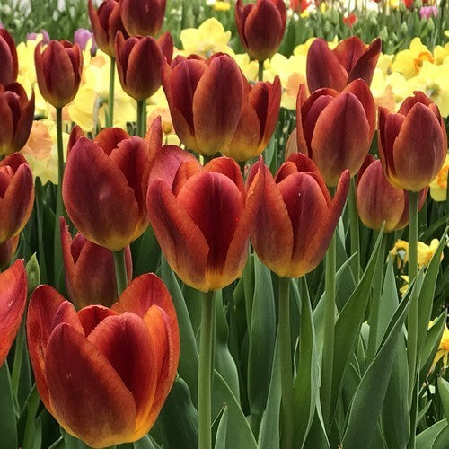 Tulipa 'Amberglow'