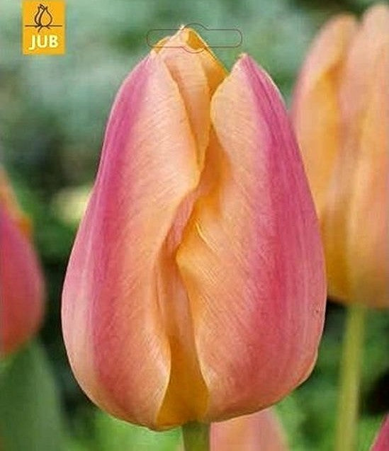Tulipa 'Apricot Favourite'
