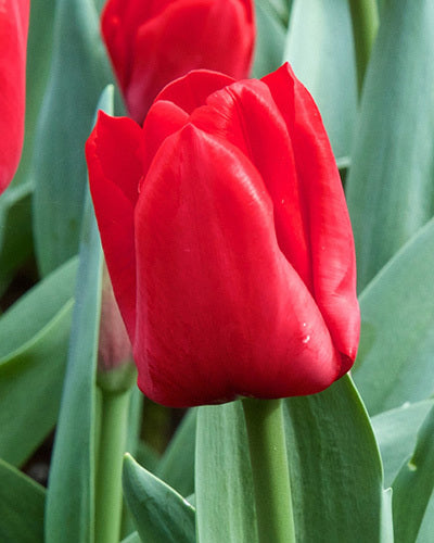 Tulipa 'Escape'