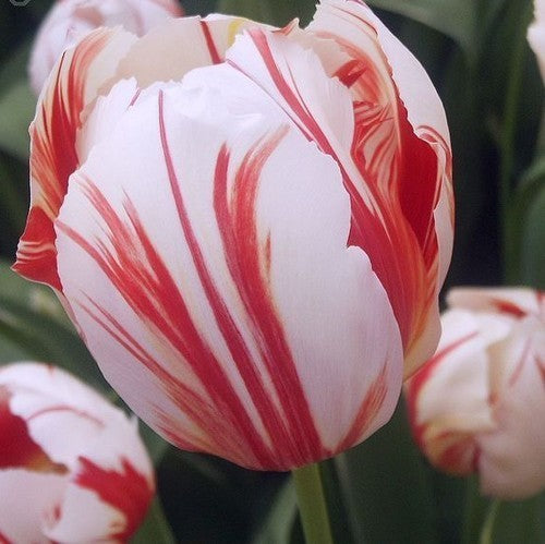 Tulipa 'Carnival of Rio'