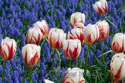 Tulipa 'Carnival of Rio'