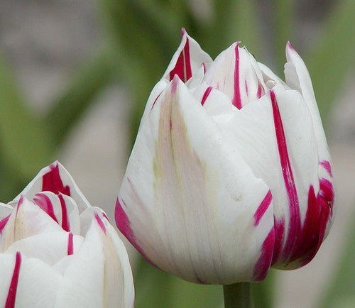 Tulipa 'Carnival of Rio'