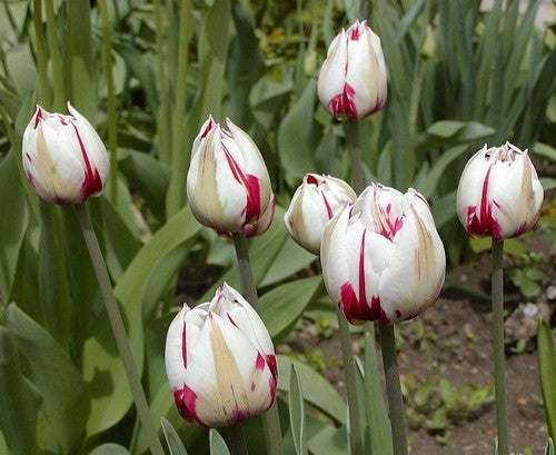 Tulipa 'Carnival of Rio'