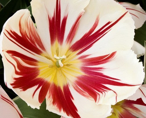 Tulipa 'Carnival of Rio'