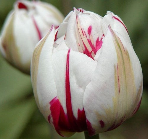 Tulipa 'Carnival of Rio'