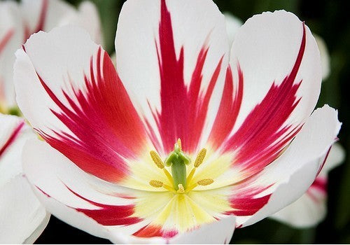 Tulipa 'Carnival of Rio'