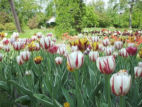 Tulipa 'Carnival of Rio'