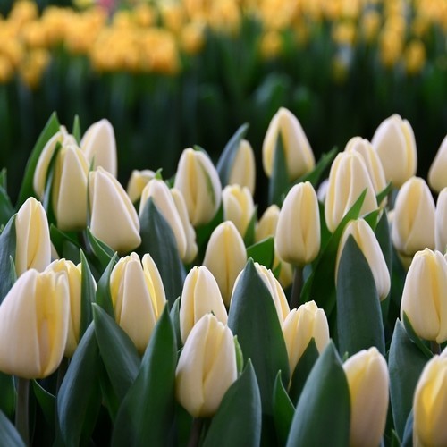Tulipa 'Creme Fraiche'