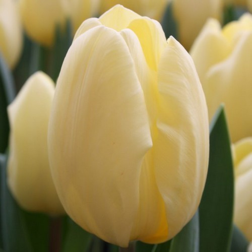 Tulipa 'Creme Fraiche'