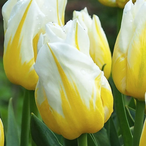 Tulipa 'Flaming Agrass'