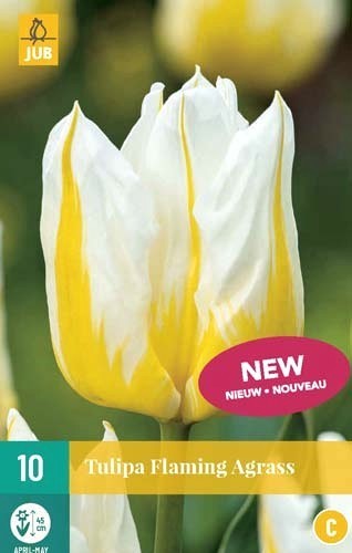 Tulipa 'Flaming Agrass'