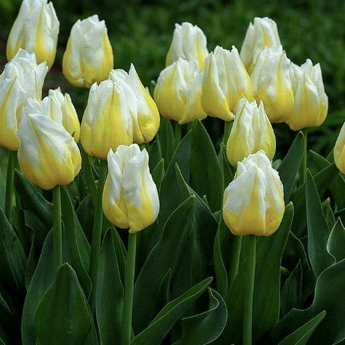 Tulipa 'Flaming Agrass'