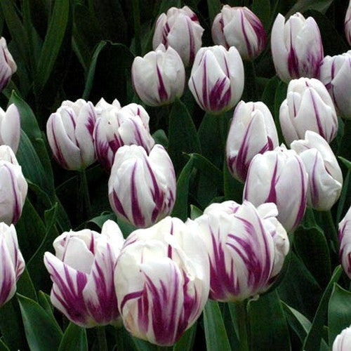 Tulipa 'Flaming Flag'